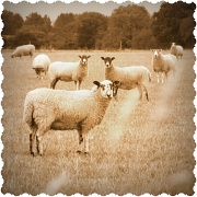 20th Sep 2012 - Sepia sheep