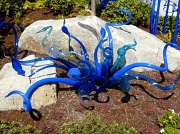 21st Sep 2012 - Chihuly - Blue Medusa