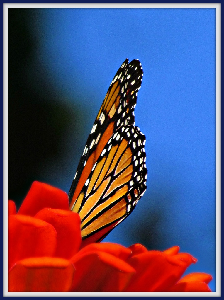 A Monarch - Royalty In My Garden by glimpses