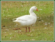 21st Sep 2012 - Goosey Loosey