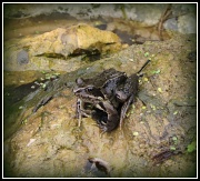 20th Sep 2012 - Froggy