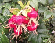 21st Sep 2012 - Raindrops of Rosehips