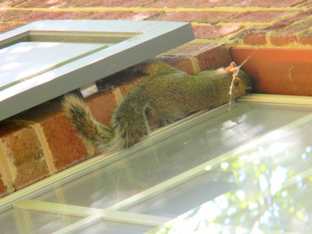 Squirrel on Office Window 9.20.12 by sfeldphotos