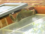 20th Sep 2012 - Squirrel on Office Window 9.20.12