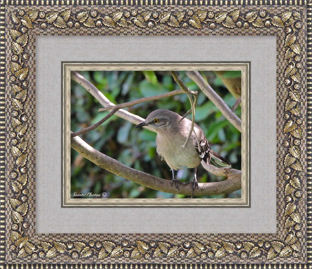 Mockingbird by stcyr1up