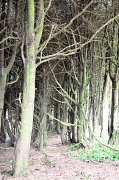 11th Sep 2012 - Into The Trees