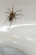 20th Sep 2012 - Something Scary You Might Find in the Bathroom