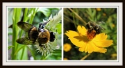 22nd Sep 2012 - Bees, Big and Small