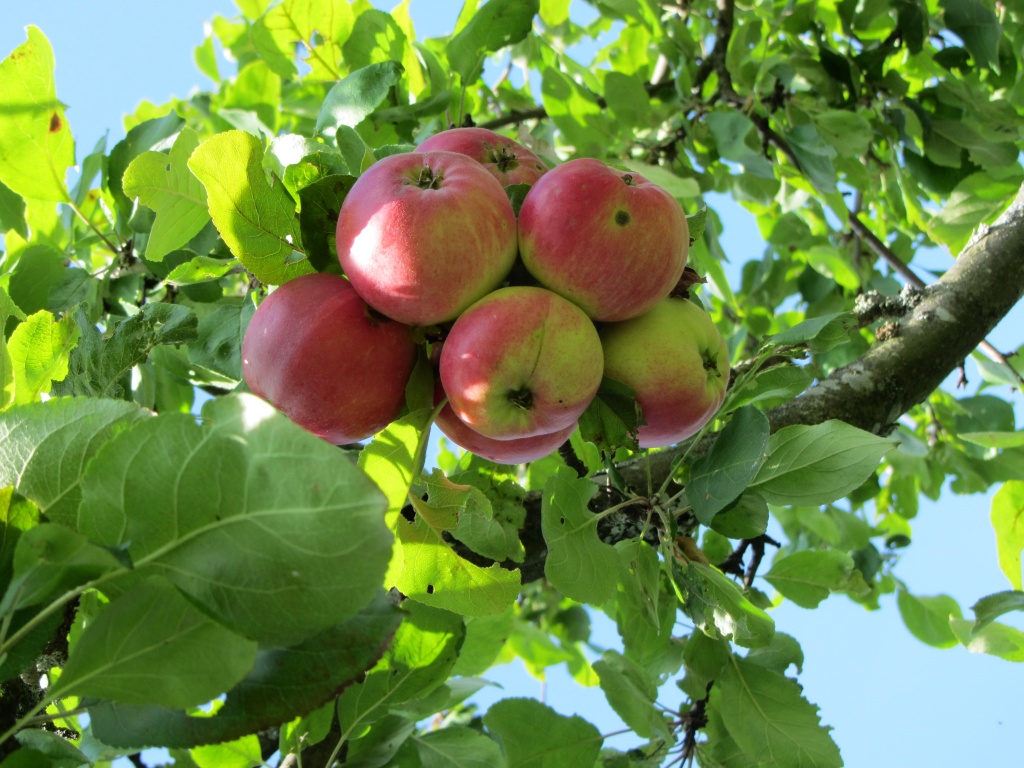 Apples grow in bunches IMG_2070 by annelis