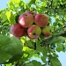 Apples grow in bunches IMG_2070 by annelis