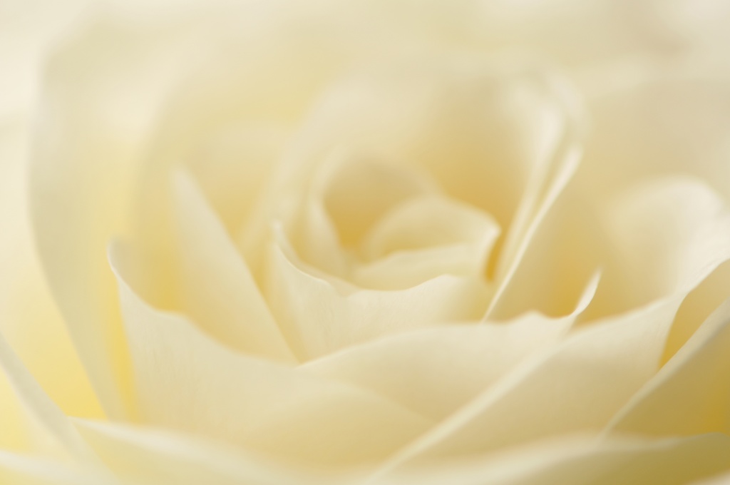 White Rose ~ 1 by seanoneill