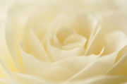 22nd Sep 2012 - White Rose ~ 1