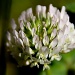 Clover by abhijit