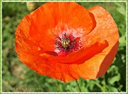 22nd Sep 2012 - Last Of The Poppies