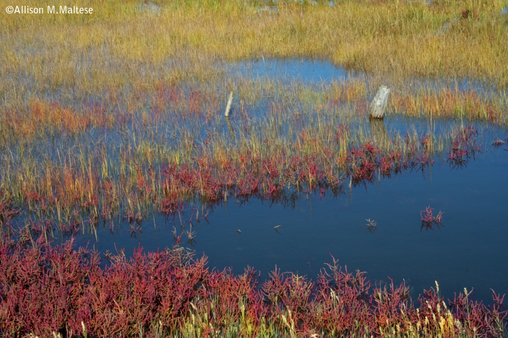 Monet's Marsh by falcon11