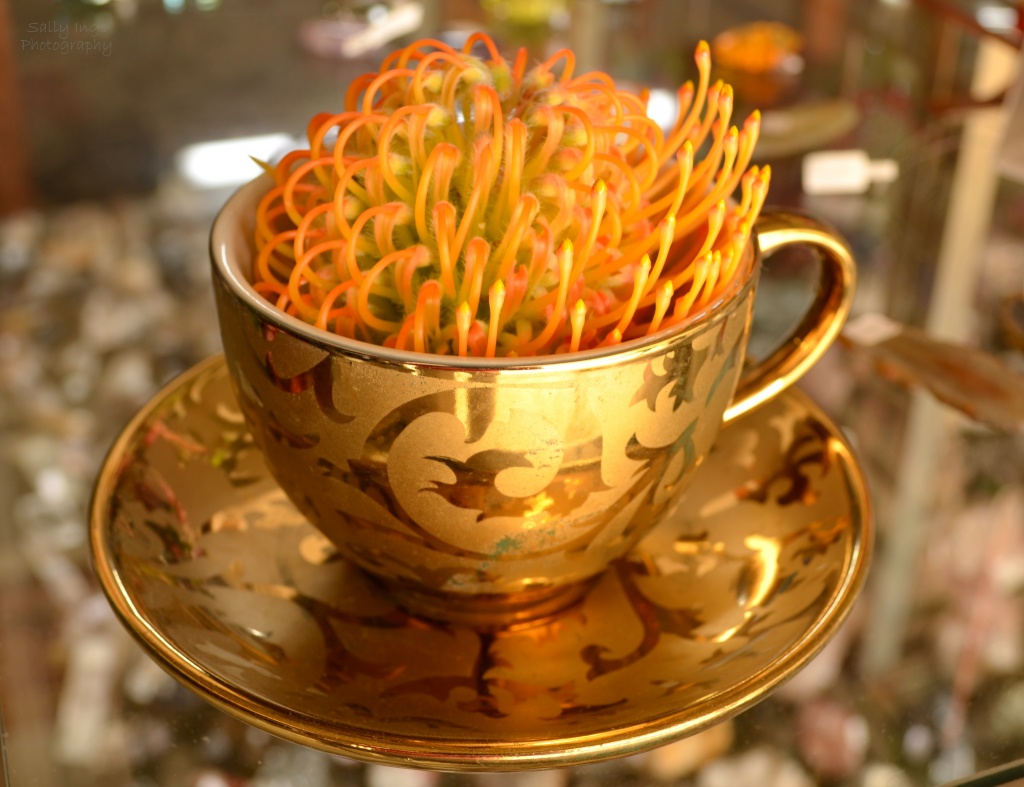 Protea in a Teacup by salza