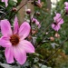 Japanese anemone by boxplayer