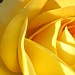 Yellow rose by madamelucy
