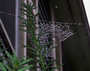 22nd Sep 2012 - Tangled Web