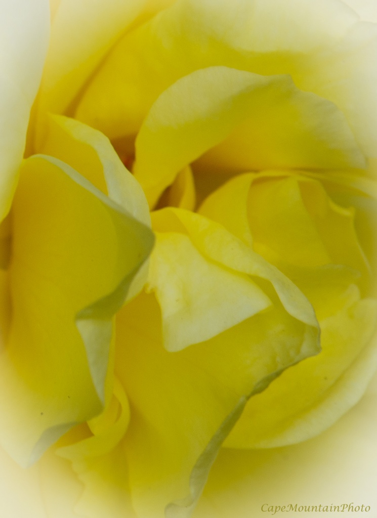 Yellow Rose by jgpittenger