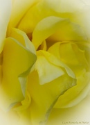 21st Sep 2012 - Yellow Rose