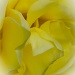 Yellow Rose by jgpittenger