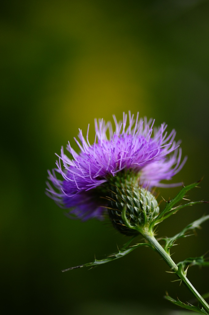 Thistle by lstasel