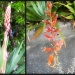 Aloe Vera Flowers by mozette
