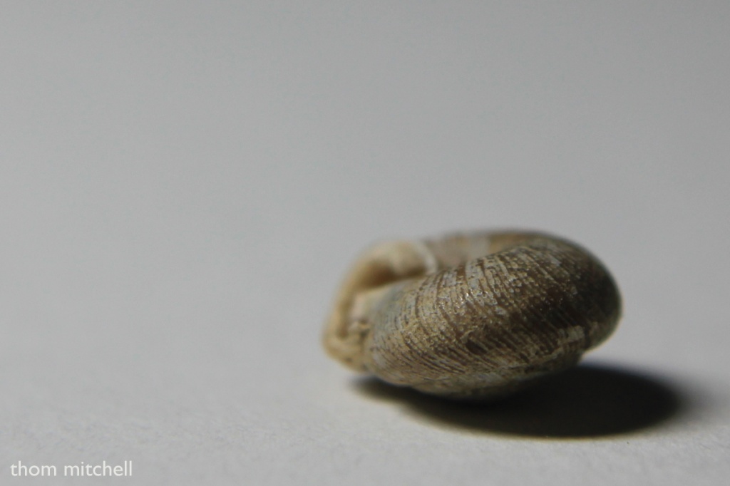 Garden snail shell under Ott-Lite® by rhoing