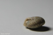 22nd Sep 2012 - Garden snail shell under Ott-Lite®