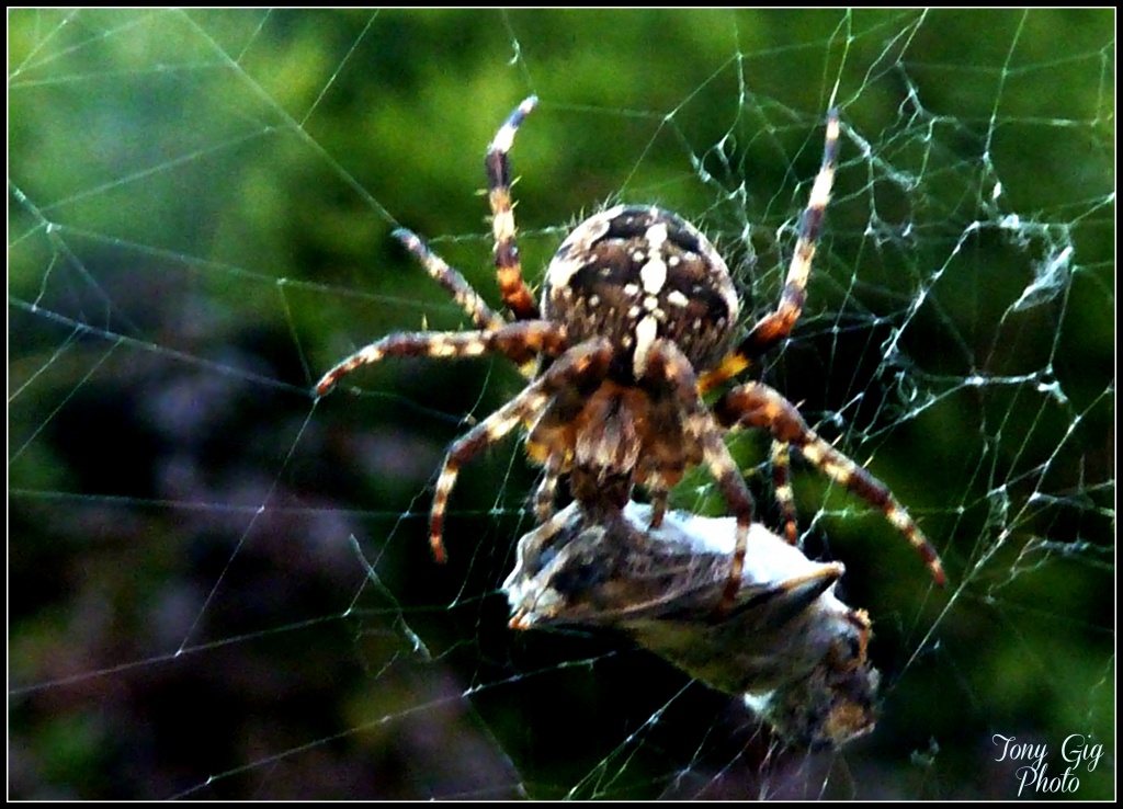 spider by tonygig