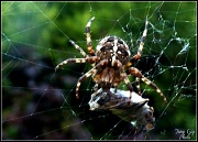 23rd Sep 2012 - spider