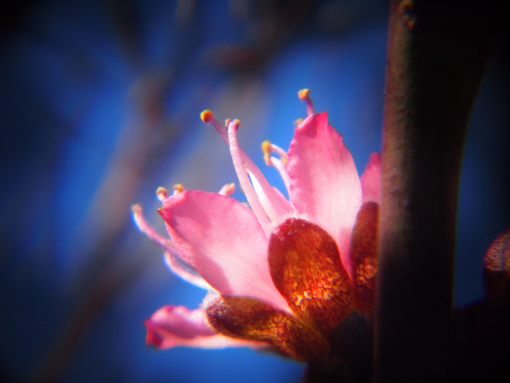 Mmmmm, pink blossom by peterdegraaff