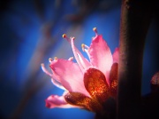 23rd Sep 2012 - Mmmmm, pink blossom