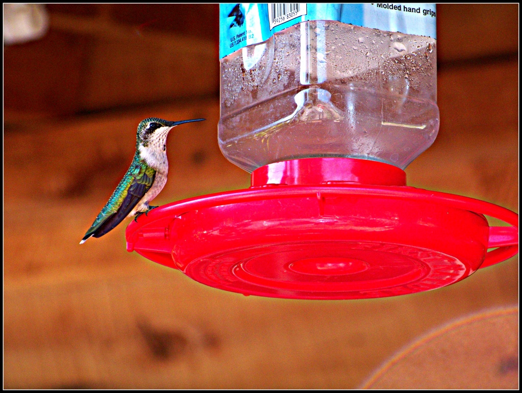Hummingbird! by cindymc