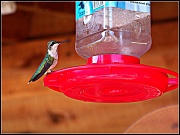 23rd Sep 2012 - Hummingbird!