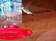 23rd Sep 2012 - Curious Hummingbird