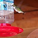 Curious Hummingbird by cindymc