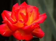 23rd Sep 2012 - Rose experiment 001