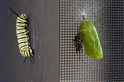 23rd Sep 2012 - A Monarch-to-be