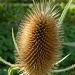 Teasel by if1