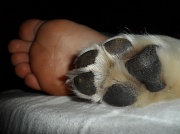 23rd Sep 2012 - Sleepy feet