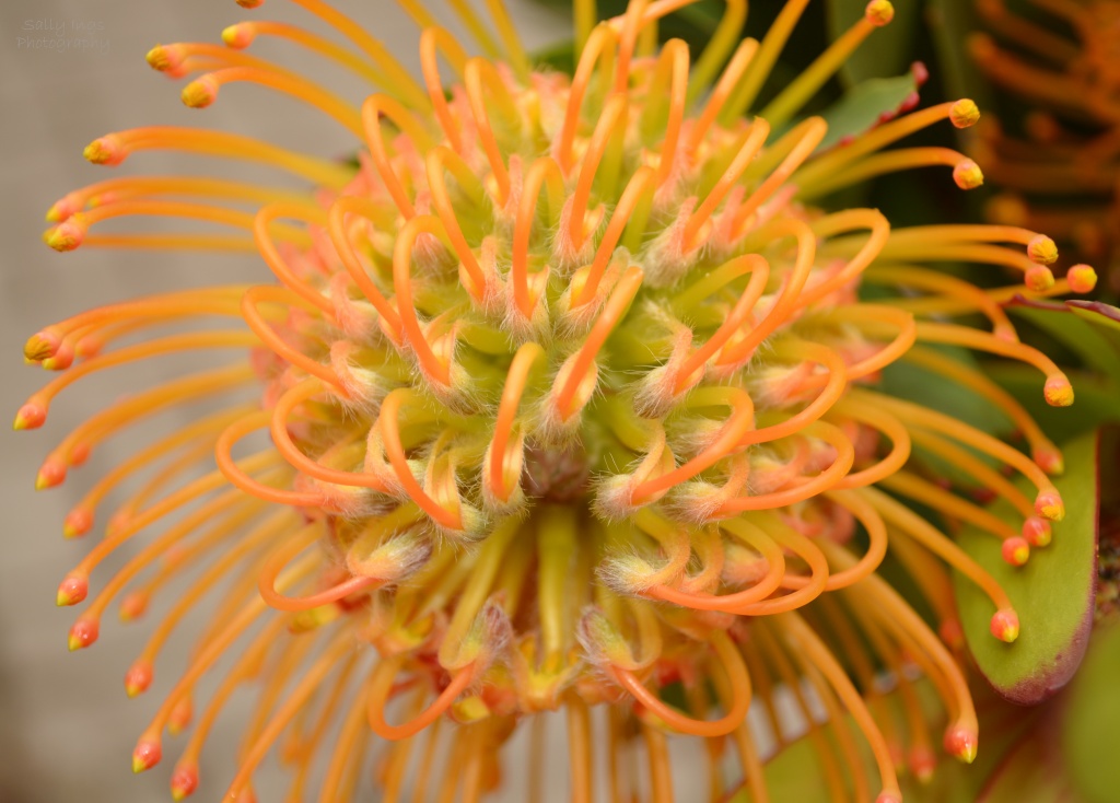 Pincushion Protea by salza