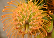 23rd Sep 2012 - Pincushion Protea