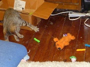 11th Jul 2012 - Kitten Pounce!