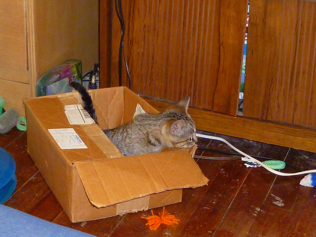 Kitten in a Box by tatra