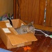 Kitten in a Box by tatra