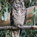 Great Horned Owl - Daytime by melinareyes