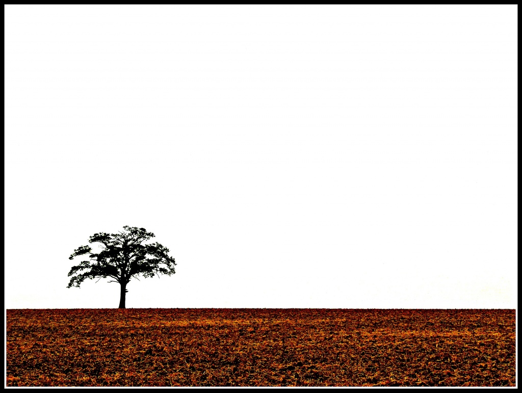 lone tree by jantan
