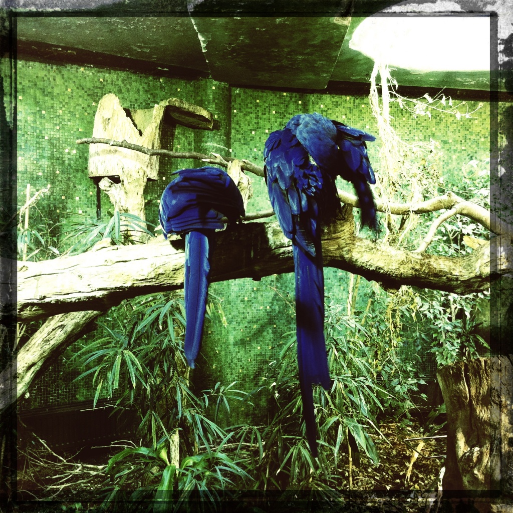 Hyacinth macaw by mastermek